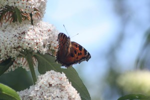 vlinders-fred-004